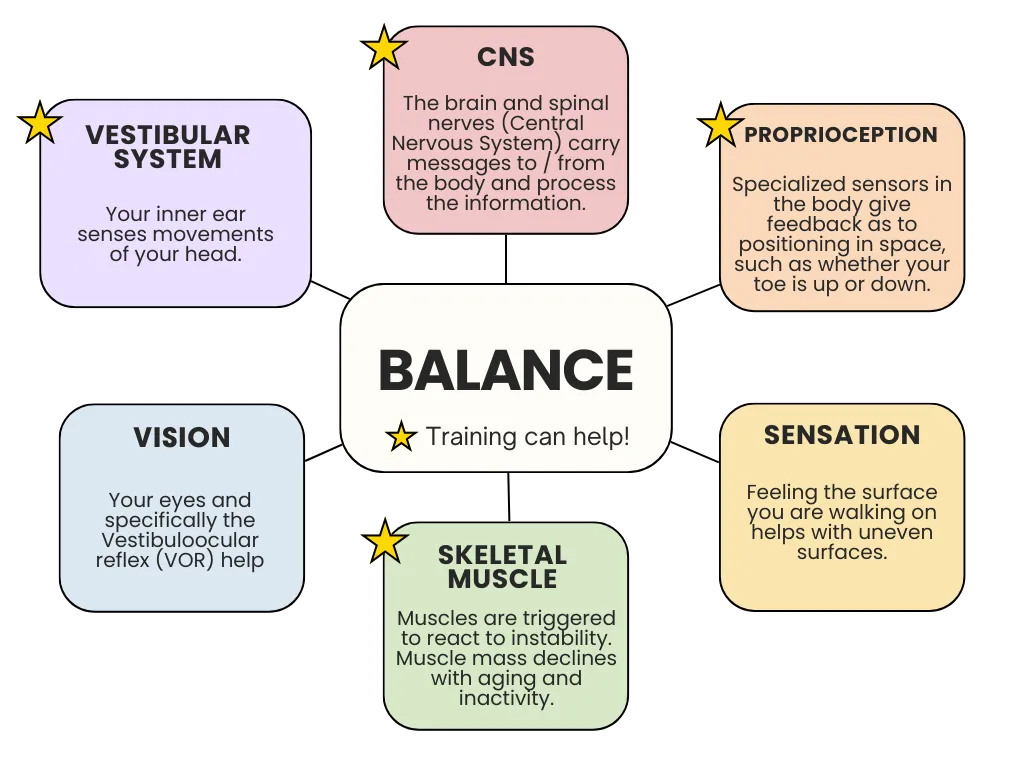 The 6 Body Systems Critical for Balance